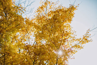 Low angle view of autumnal trees against clear sky