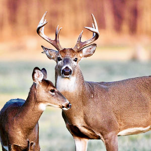 Deer standing in a horse