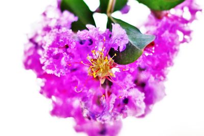 Close-up of pink flowers blooming outdoors