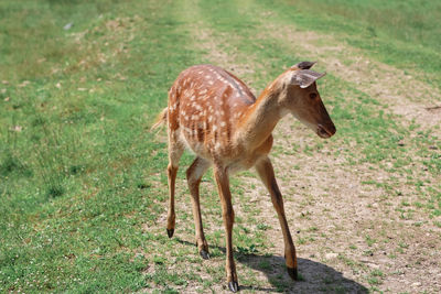 Portrait of a spotted deer in the forest