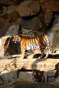 Cat in zoo