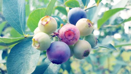 Close-up of berries growing on tree