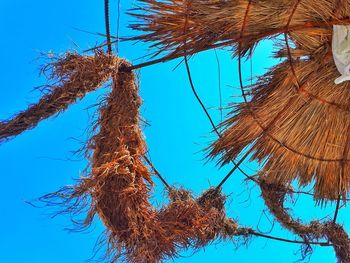 Low angle view of tree against blue sky