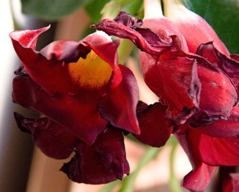 Close-up of red flowers