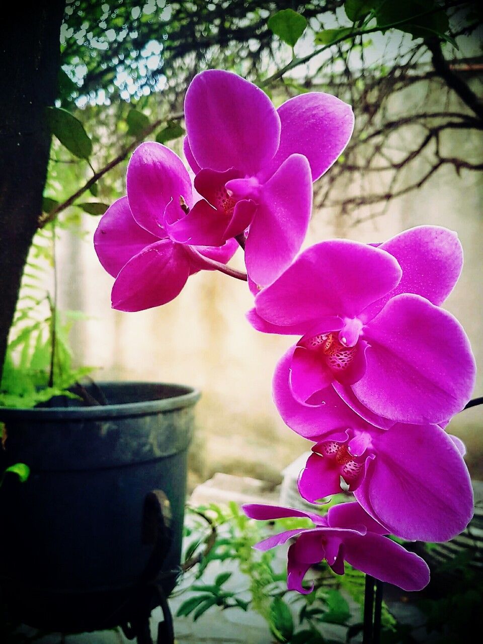 CLOSE-UP OF PINK ORCHID BLOOMING IN VASE