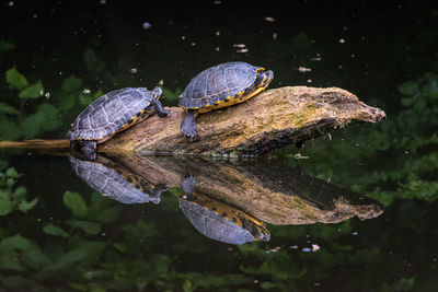 Turtles on driftwood in lake