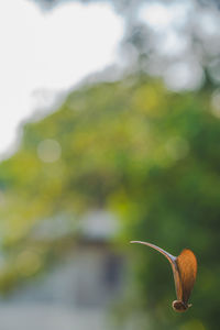 Close-up of flowering plant in park