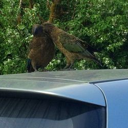 Monkey on car against trees