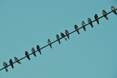 Low angle view of birds perching on metal against clear blue sky