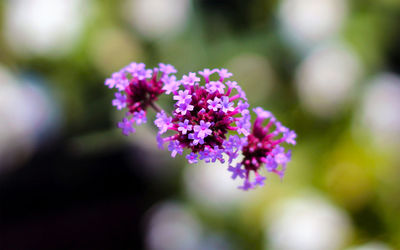 Close-up of purple flowering plant