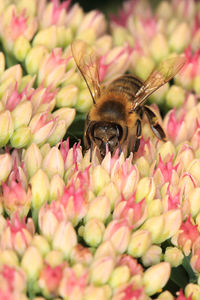 Close-up of bee on pink flower