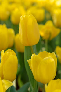 Close-up of yellow tulips