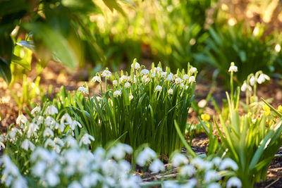 Close-up of flowering plants on field