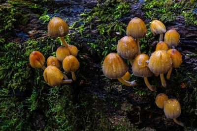 Close-up of mushrooms growing on tree trunk