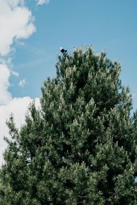 Low angle view of tree on plant against sky