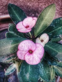 Close-up of pink flower