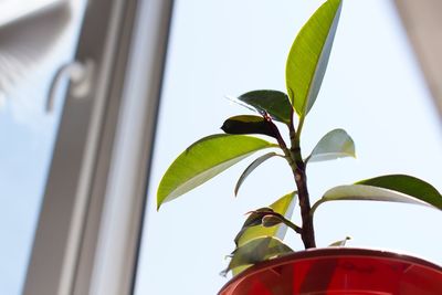 Low angle view of potted plant against window