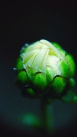 Close-up view of green leaf over black background