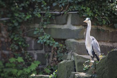 View of bird perching on wall