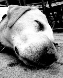 Close-up of dog sleeping