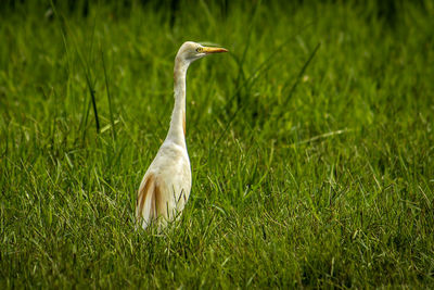 View of a bird on land