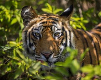 Close-up of tiger