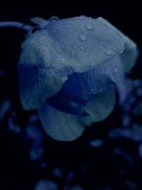 Close-up of wet white rose in sea