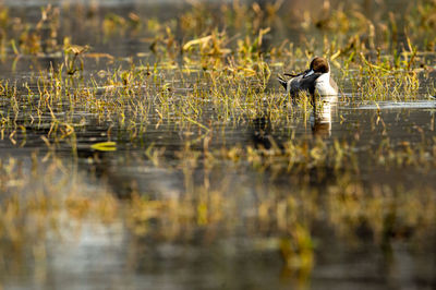 Ducks swimming in lake