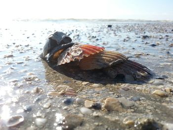 Close-up of shells