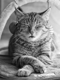 Close-up of cat with eyes closed relaxing on bed