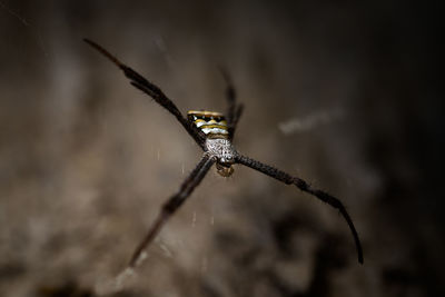 Close-up of spider