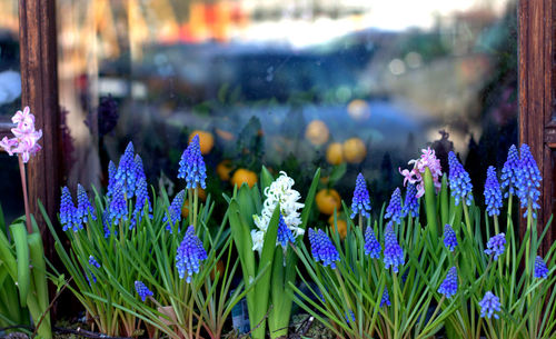 Close-up of purple flowers blooming outdoors