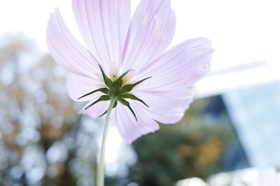 Close-up of purple flower