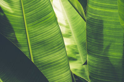 Full frame shot of banana leaves