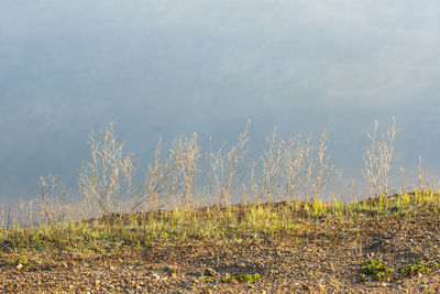 Plants growing on land against sky