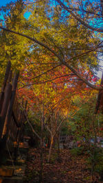 Trees in autumn