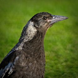 Close-up of a bird looking away