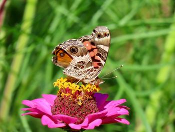 Close-up of butterfly pollinating on flower