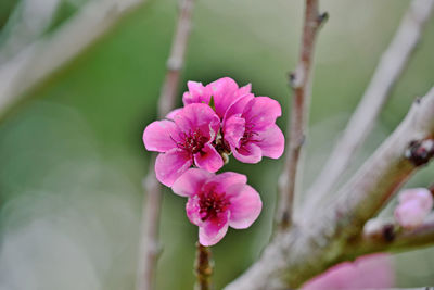 Close-up of pink flowering plant