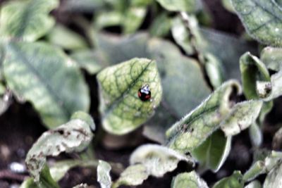 Close-up of insect on leaf