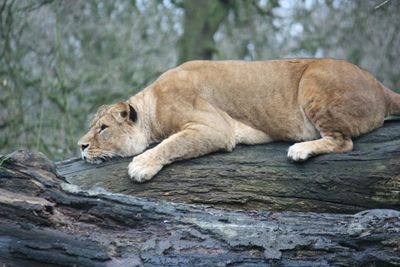 Full length of a cat sleeping on a tree