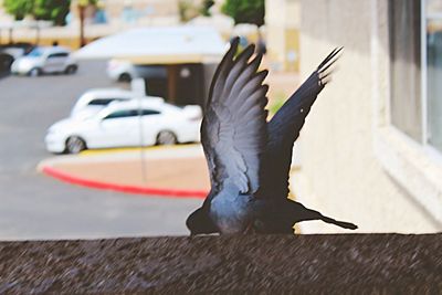 Close-up of bird against city