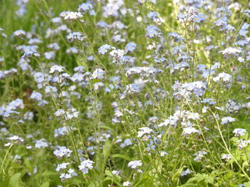 Close-up of white flowering plants on field