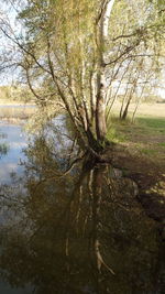 Close-up of tree in lake at sunset