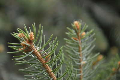 Close-up of pine tree