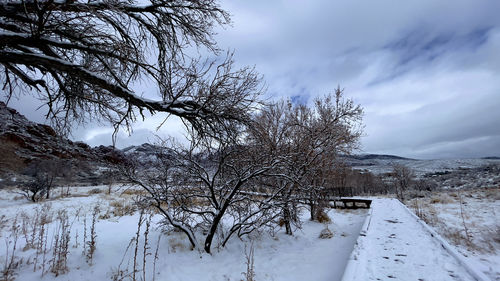 Snow covered plants by trees against sky