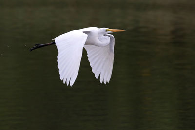 Egret flying over lake in egypt