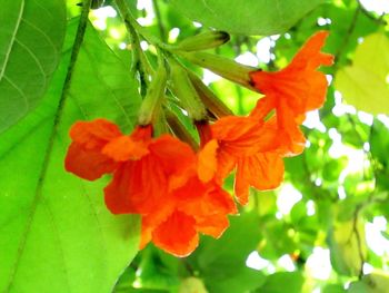Close-up of red flowers