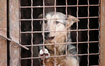 Portrait of horse in cage