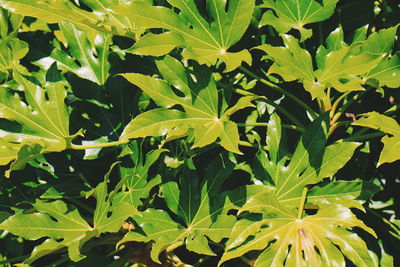 Close-up of fresh green plant